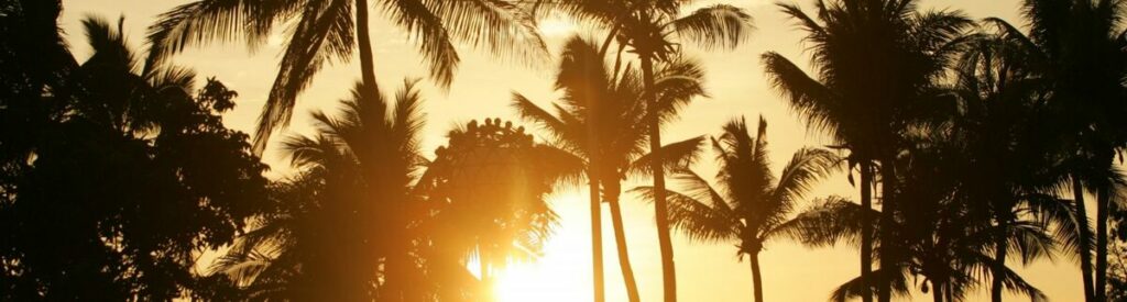 palm trees banner 1 min