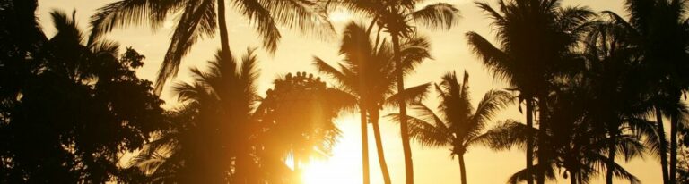 palm trees banner 1 min